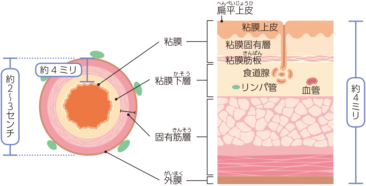 食道のしくみ