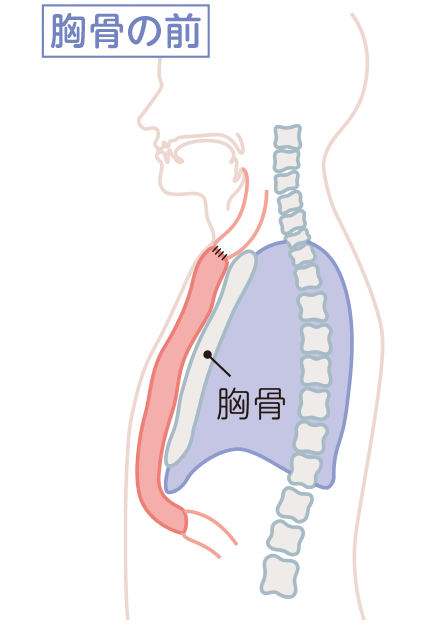胸骨の前