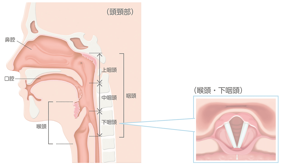 頭頚部