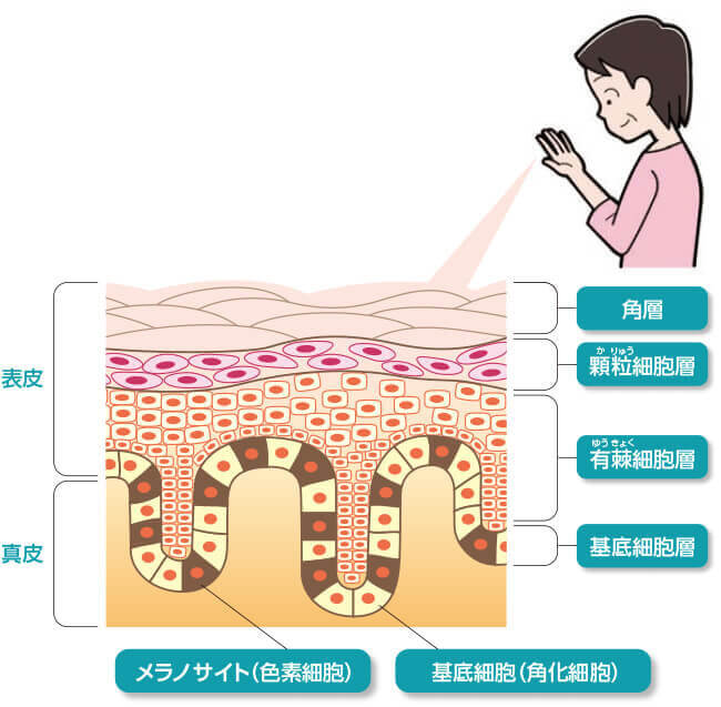 皮膚の構造の図。皮膚は、表皮と真皮に分かれます。表皮は、さらに角層、顆粒細胞層、有棘細胞層、基底細胞層の4つの層から成り、基底細胞層には、メラノサイト(色素細胞)と基底細胞(角化細胞)があります。