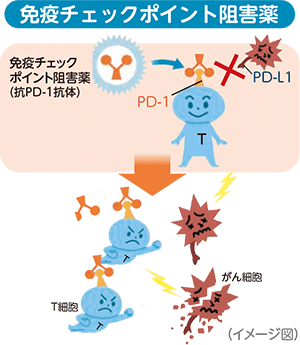 がん免疫療法(免疫チェックポイント阻害薬)
