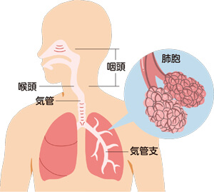 肺