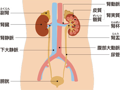 内臓