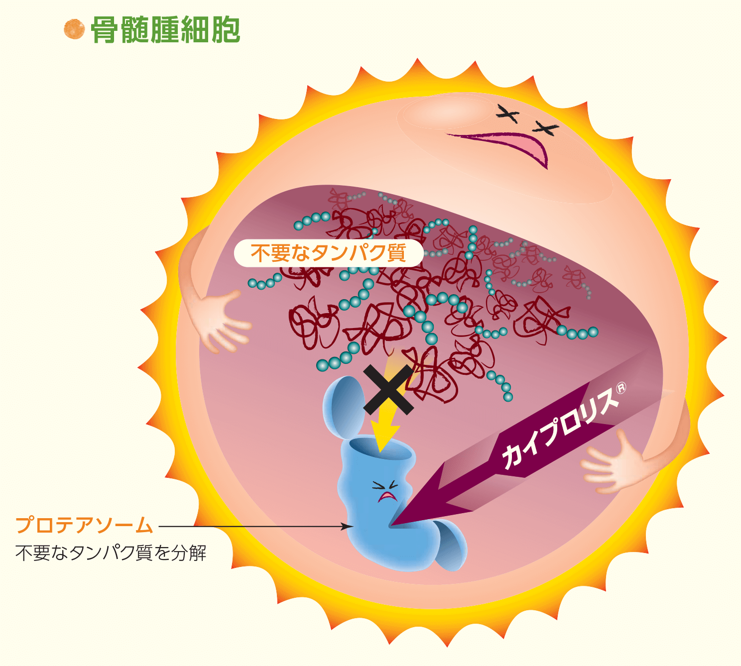 骨髄腫細胞