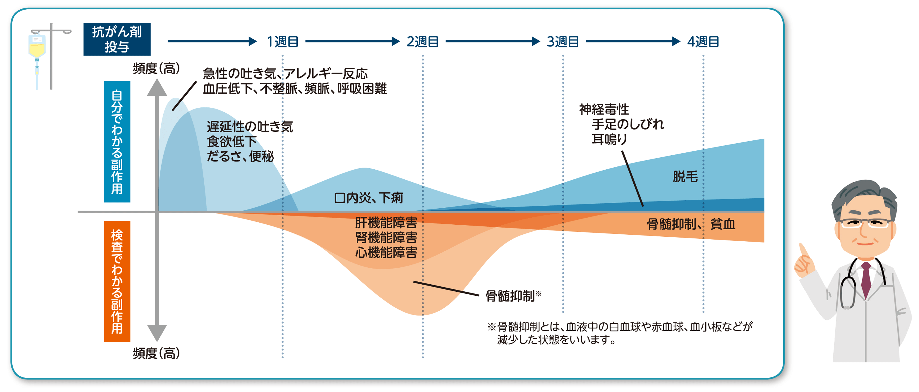 化学療法の主な副作用と出現時期の目安