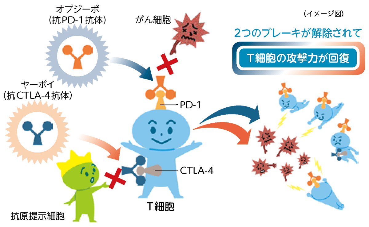 2種類の免疫チェックポイント阻害薬