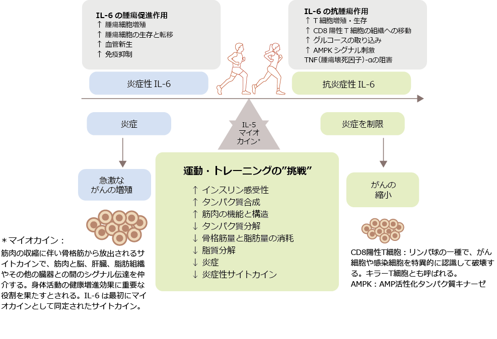 がん悪液質に対する運動の推奨は理にかなっている