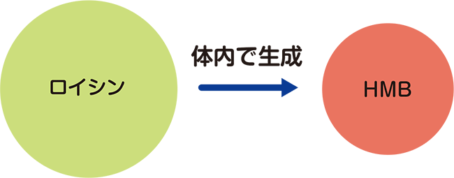 ロイシンの働き