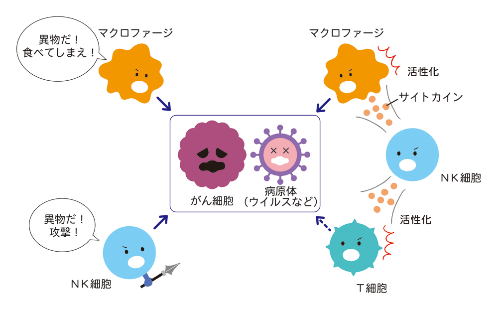 自然免疫(最初の防衛ライン)