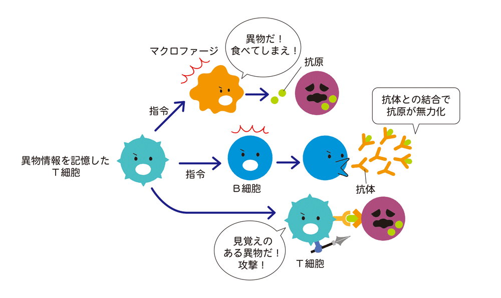 獲得免疫(第二の防衛ライン)